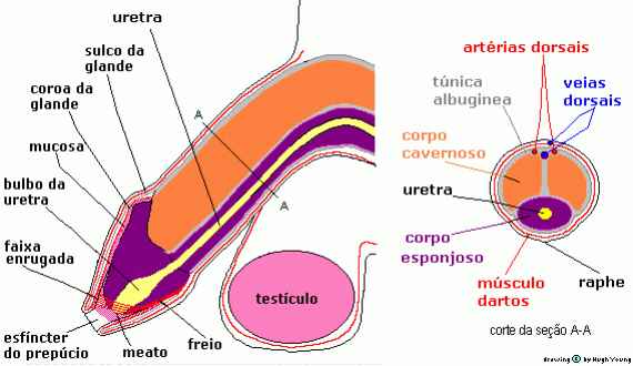 anatomia do pnis intacto 
    						(no-circuncidado)