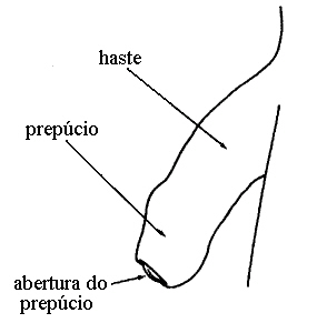 anatomia geral do pnis