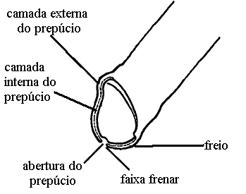 figura anatomia do pnis